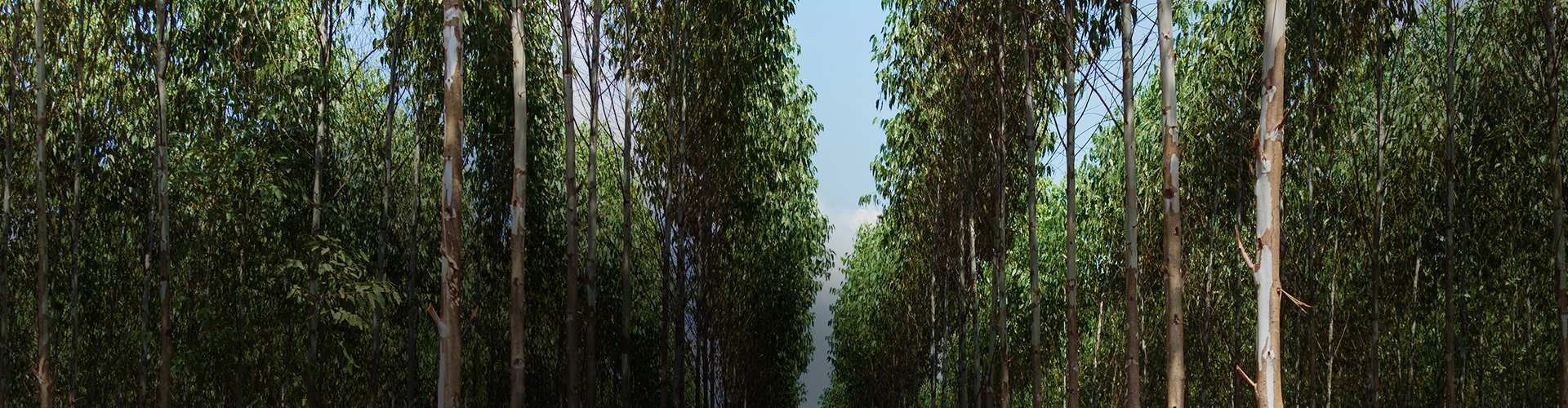 Firjan incentiva o desenvolvimento da silvicultura econômica no RJ