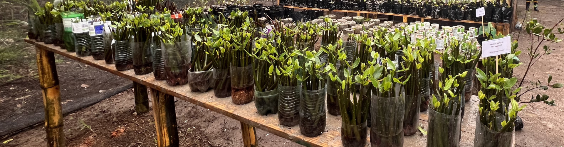 Mudas em vasos de plástico sobre uma mesa de madeira