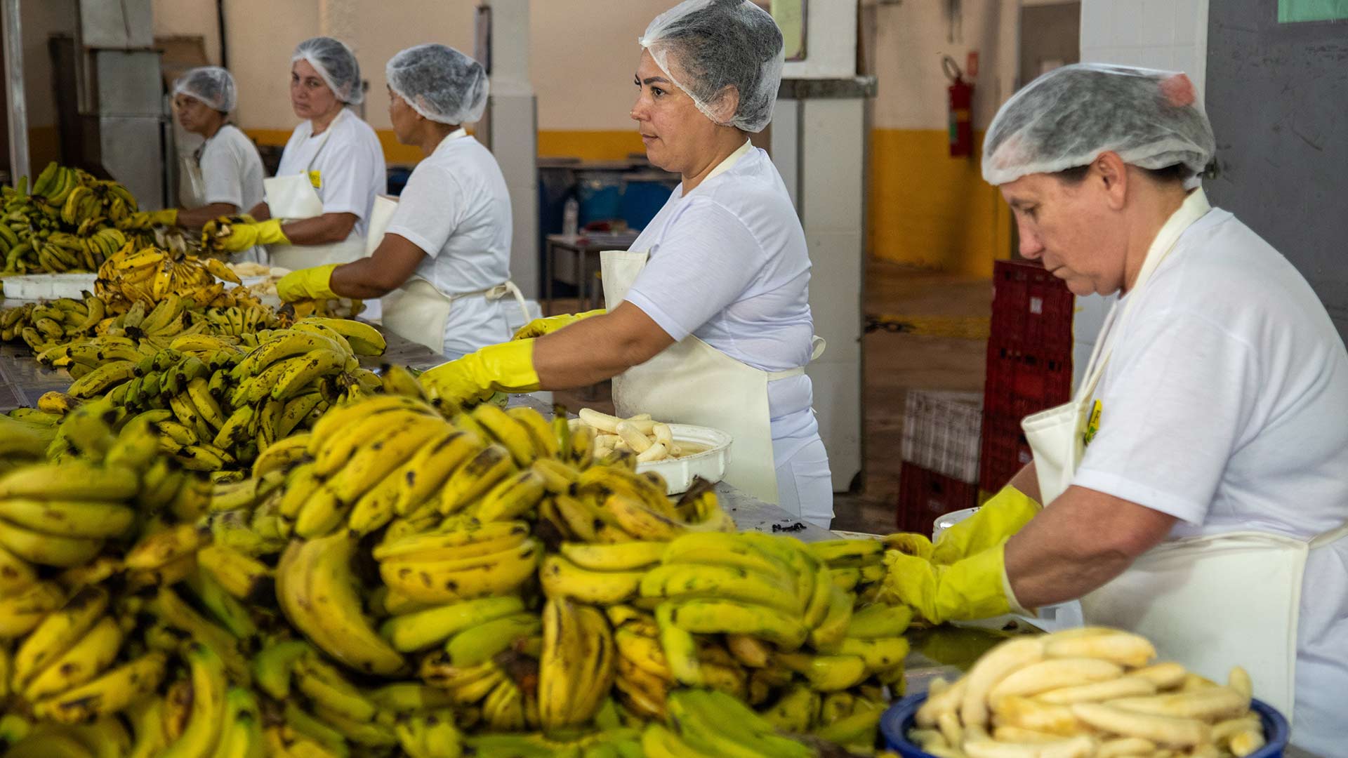 Bananas colhidas