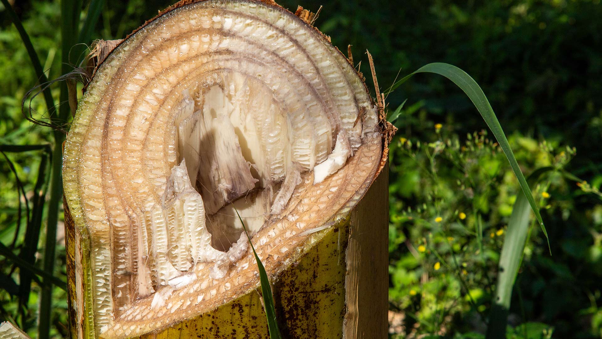 Miolo da Bananeira