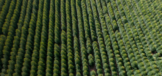 Floresta plantada são boas para a economia e para o meio ambiente